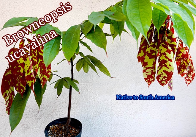 Browneopsis ucayalina(�֥����ͥ��ץ�������������)����[002]
