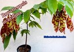 Browneopsis ucayalina(�֥����ͥ��ץ�������������)����[002]