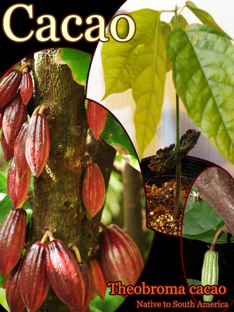 [チョコレートの木]テオブロマ・カカオ(Theobroma cacao)苗4株～セット