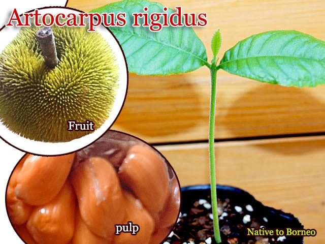 Artocarpus rigidus(����ȥ���ץ����ꥮ����)��[Ǯ�Ӳ̼�]