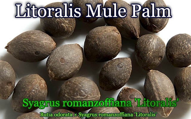 ��ȥ�ꥹ���ߥ塼��ѡ���(Butyagrus nabonnandii Litoralis)���[�Ѵ����䥷]