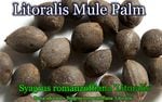 ��ȥ�ꥹ���ߥ塼��ѡ���(Butyagrus nabonnandii Litoralis)���[�Ѵ����䥷]