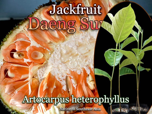[����å��ե롼�ġ��ǥ󡦥����](Daeng Suriya)��
