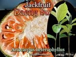 [����å��ե롼�ġ��ǥ󡦥����](Daeng Suriya)��