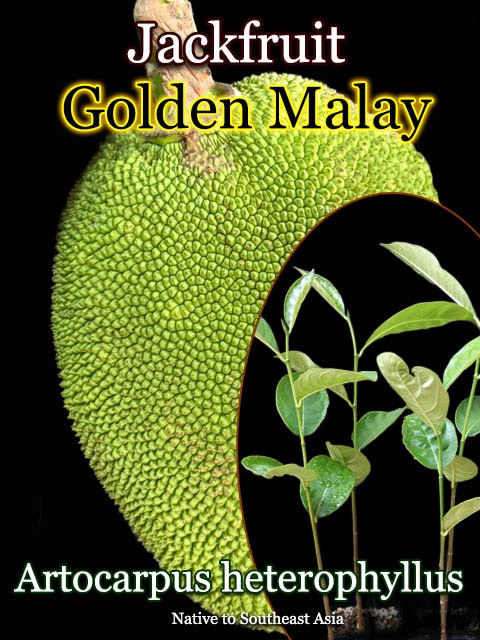 [����å��ե롼�ġ�������ǥ󡦥ޥ졼](Golden Malay)��
