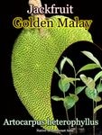 [����å��ե롼�ġ�������ǥ󡦥ޥ졼](Golden Malay)��
