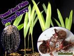 �ɥ�ա����������ѡ���(Euterpe oleracea Dwarf/���������٥꡼)ȯ����
