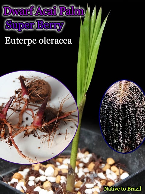 ドワーフ・アサイーパーム(Euterpe oleracea Dwarf/アサイーベリー)発芽種子