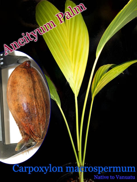 Carpoxylon macrospermum(���ͥ�������ѡ���)���[ͽ����]