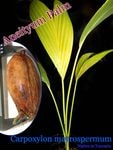 Carpoxylon macrospermum(���ͥ�������ѡ���)���[ͽ����]