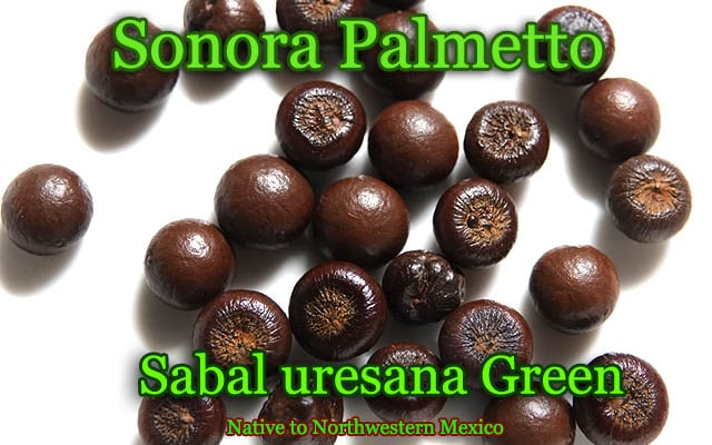 Sabal uresana 'Green'(サバル・ウレサナ・グリーン)種子[耐寒性ヤシ]