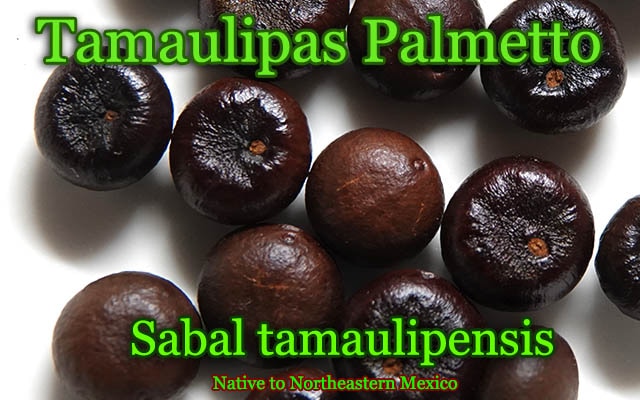 Sabal tamaulipensis(サバル・タマウリペンシス)種子[タマウリパスパルメット/耐寒性ヤシ]