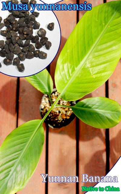 ユンナネンシス バナナ(Musa yunnanensis)種子[予約商品・バナナ種子・100-1000個]