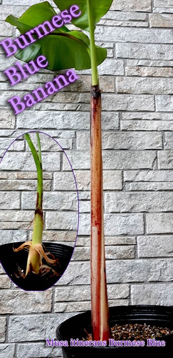 �С��ߡ������֥롼���Хʥ�(Burmese Blue��Banana)��[�Ѵ����Хʥ���]