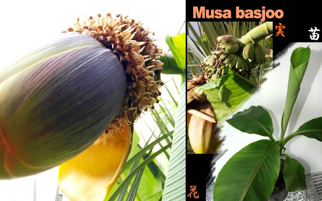バショウ(Musa basjoo)苗[耐寒性 気軽にトロピカルガーデ・予約商品