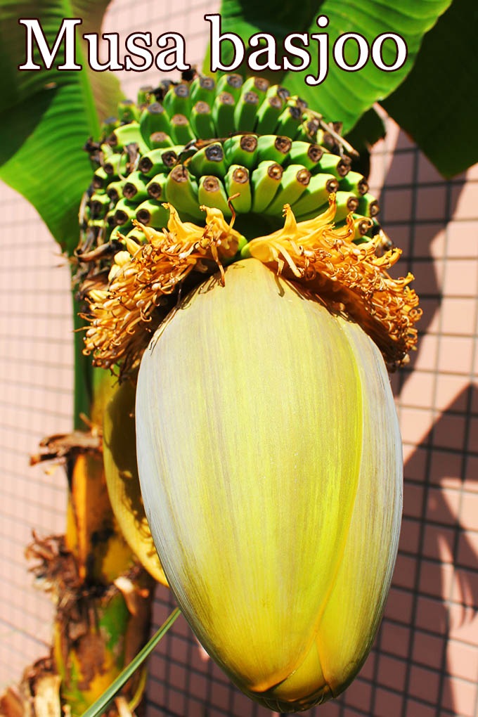 【２本セット】★バショウ　芭蕉★苗　極太株 ショウジョウバカマ 【花苗 3号ポット】｜ 【植物のITANSE】全品