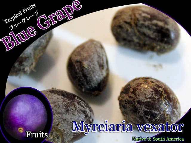 Myricaria vexator(ミルシアリア・ベクセイター)種子[熱帯果樹 Myricaria vexator(ミルシアリア・ベクセイター)種子[熱帯果樹