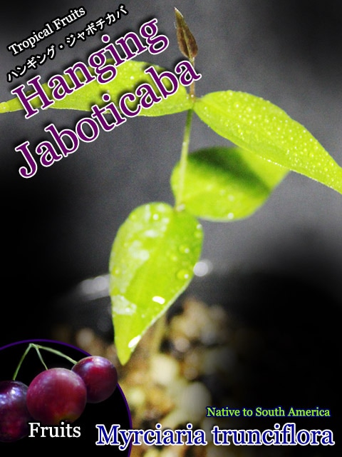 Plinia trunciflora(�ϥ󥮥󥰡�����ܥ�����)��[Ǯ�Ӳ̼�]