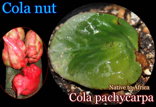 コーラ・パシカーパ(Cola pachycarpa)種子[熱帯果樹・予約商品]