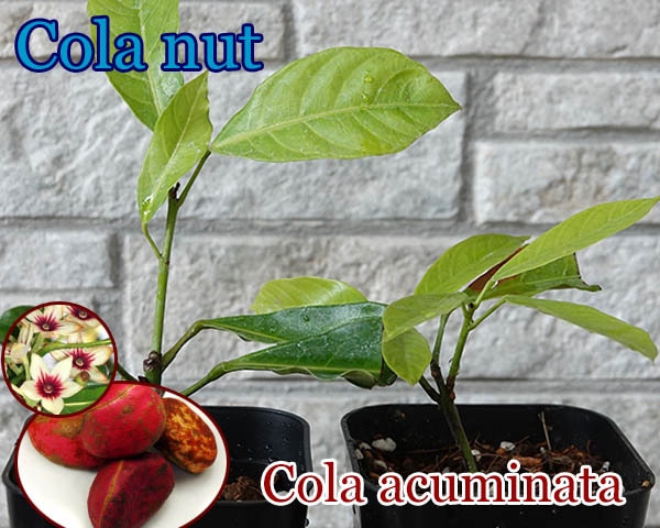 [コーラの木]コーラ・アクミナータ(Cola acuminata)苗