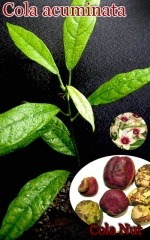 顦ߥʡ(Cola acuminata)[ڡͽ]