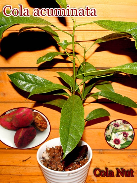 [������θ���]���������(Cola acuminata)��