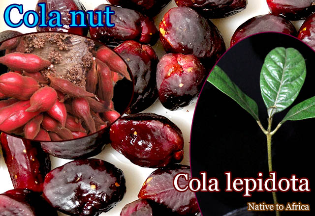 [コーラの木]コーラ・レピドータ(Cola lepidota)種子[予約商品]