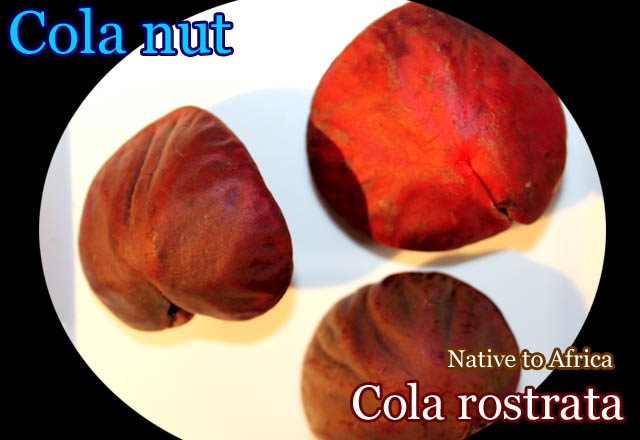 �����顦�����ȥ顼��(Cola rostrata)���[����Ǯ�Ӳ̼���ҡ�ͽ����]