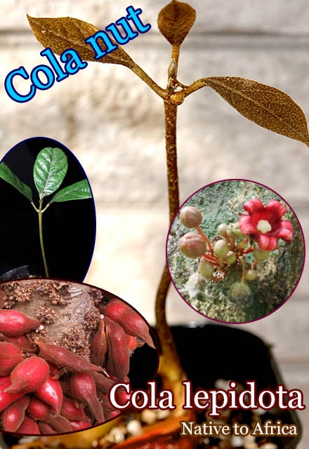 �����顦��ԥɡ���(Cola lepidota)��[��������ڡ�ͽ����]