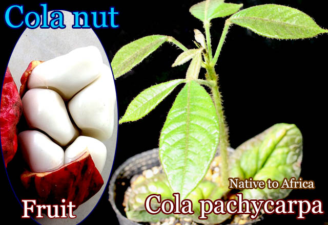 コーラ・パシカーパ(Cola pachycarpa)苗[熱帯果樹・予約商品]