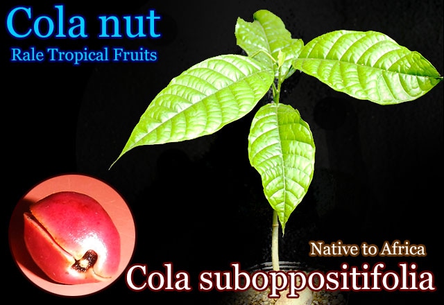 コーラ・サボポシティフォリア(Cola suboppositifolia)種子[熱帯果樹・予約商品]