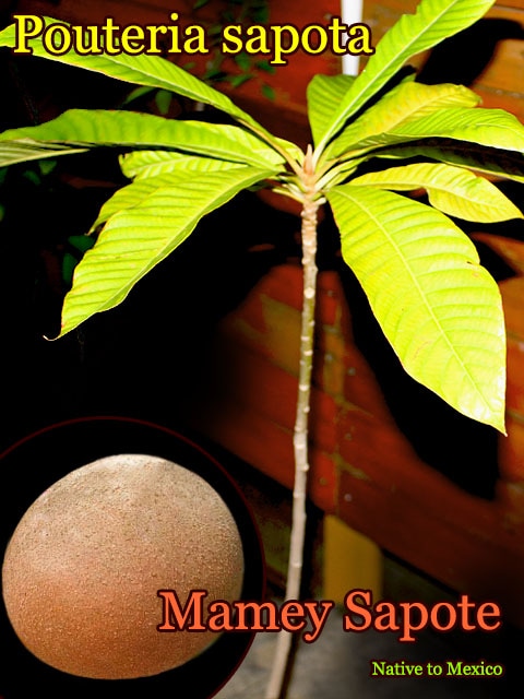 希少熱帯果樹]マミーサポーテ(Pouteria sapota)中苗 販売店