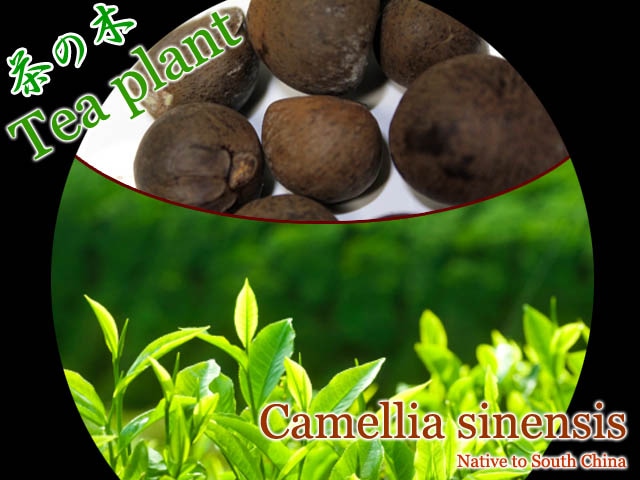 お茶の木]Tea Plant(Camellia sinensis var. sinensis)種子10個 販売店