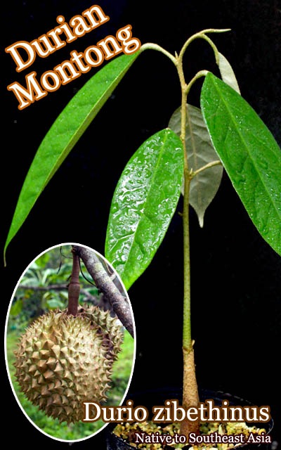 ドリアン苗 レア品種 Durio Graveolens苗 ドリアン・モントーン(Durio zibethinus)苗[熱帯果樹・Montong