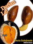 �ɥ��ꥪ�����ƥ����󥷥�(Durio kutejensis)���