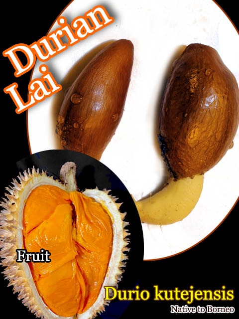 ドゥリオ・クテジェンシス(Durio kutejensis)種子 販売店