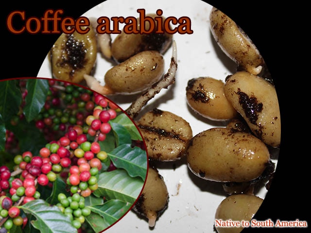 [ҡѡѡƦ]ҡӥ(Coffee arabica)