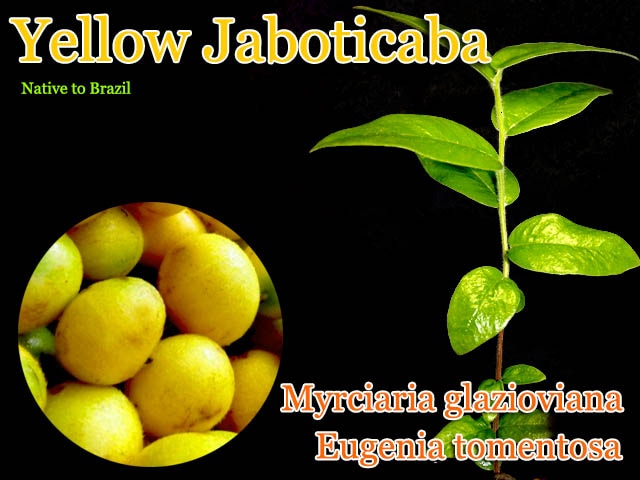 イエロージャボチカバの苗 Plinia glazioviana(イエロー ジャボチカバ)苗[熱帯果樹] 販売店