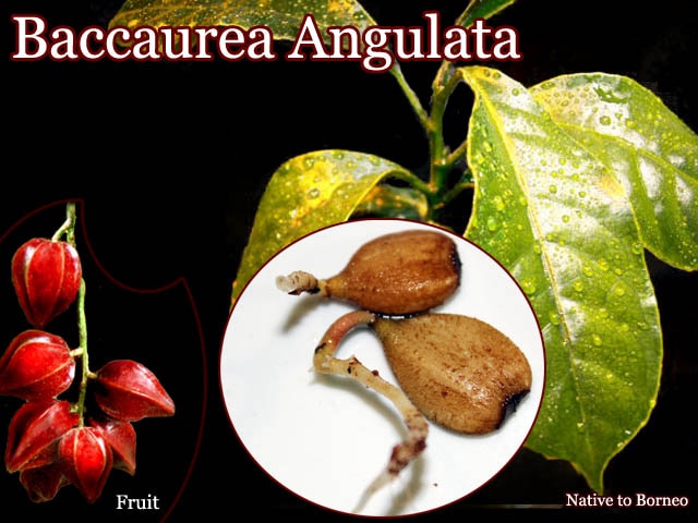 Baccaurea angulata(バッカウレア・アングラータ)種子[予約商品]