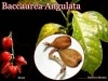 Baccaurea angulata(Хå쥢󥰥顼)[ͽ]