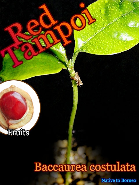 [希少熱帯果樹]レッド・タンポイ(Baccaurea costulata)苗