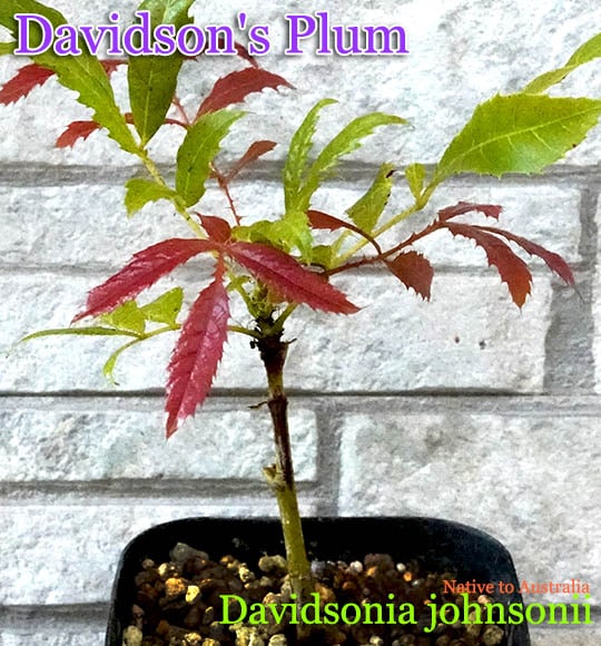[デビッドソンズ・プラム]Davidsonia johnsonii(デビッドソンズ・ジョンソニー)苗[熱帯果樹]