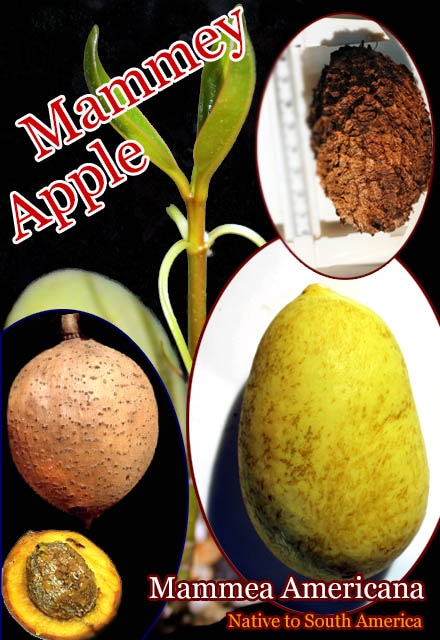 [Ǯ�Ӳ̼�]�ޥᥤ���åץ�(Mammea americana)���