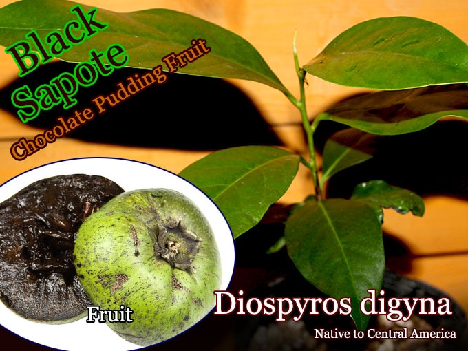 [���祳�졼�ȡ��ץǥ��� �ե롼��]�֥�å������ݥ�(Diospyros digyna)��