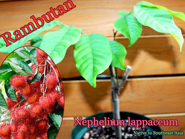 ���֡�����(Nephelium lappaceum)�ܤ�����[Ǯ�Ӳ̼�]