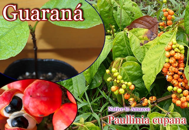 �����(Paullinia cupana)��[����ʥ������θ���]