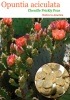 [���������ڥ�]���ץ�ƥ�������������顼��(Opuntia aciculata)���
