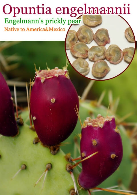 オプンティア・エンゲルマニー(Opuntia engelmannii)種子[カクタスペア]