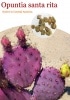 Opuntia santarita(���ץ�ƥ��������󥿥꥿)���[���������ڥ�]