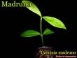 [Ǯ�Ӳ̼�]���륷�˥����ޥɥ��(Garcinia madruno)��